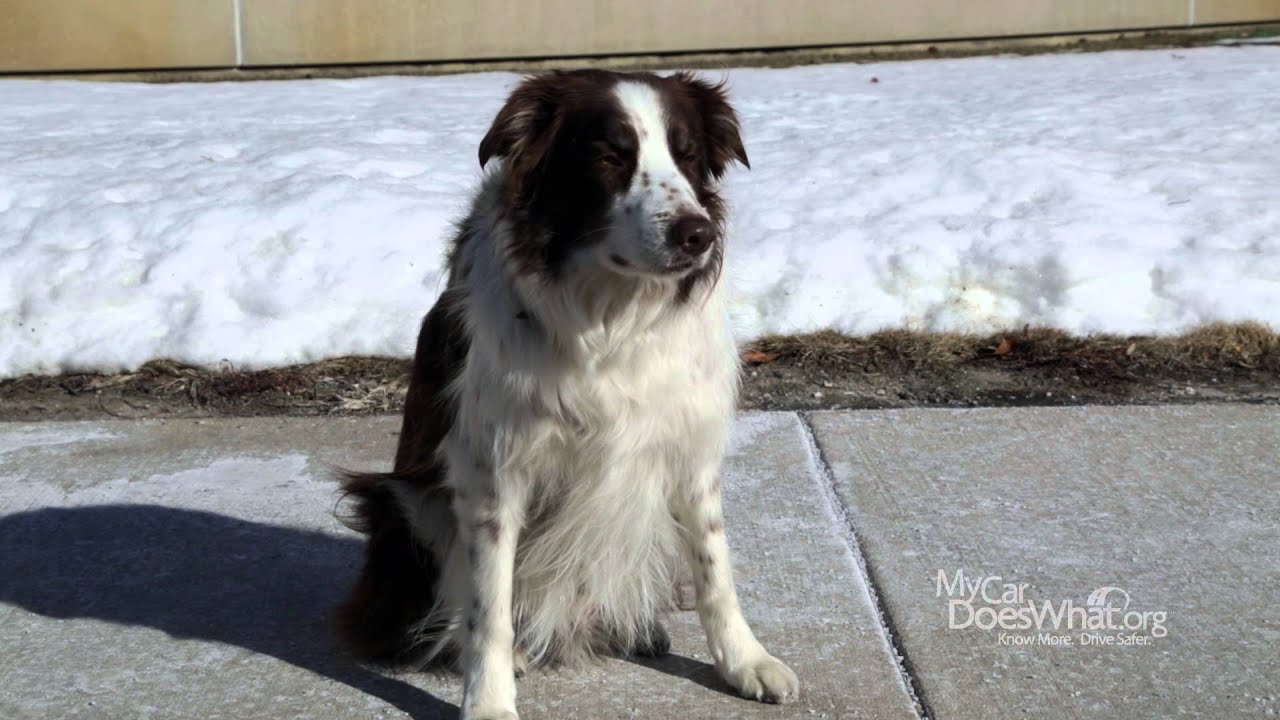 Forward Collision Warning – With Rick & Scout